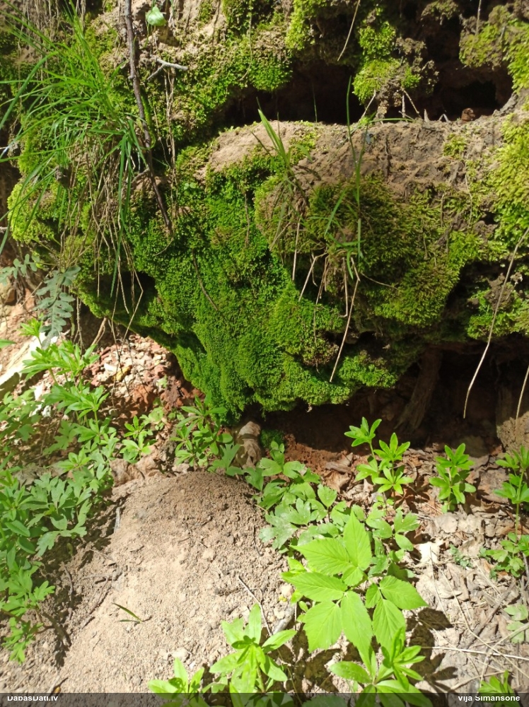 плагиотециум вогнутолистный