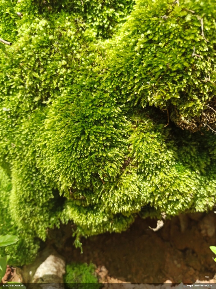 плагиотециум вогнутолистный