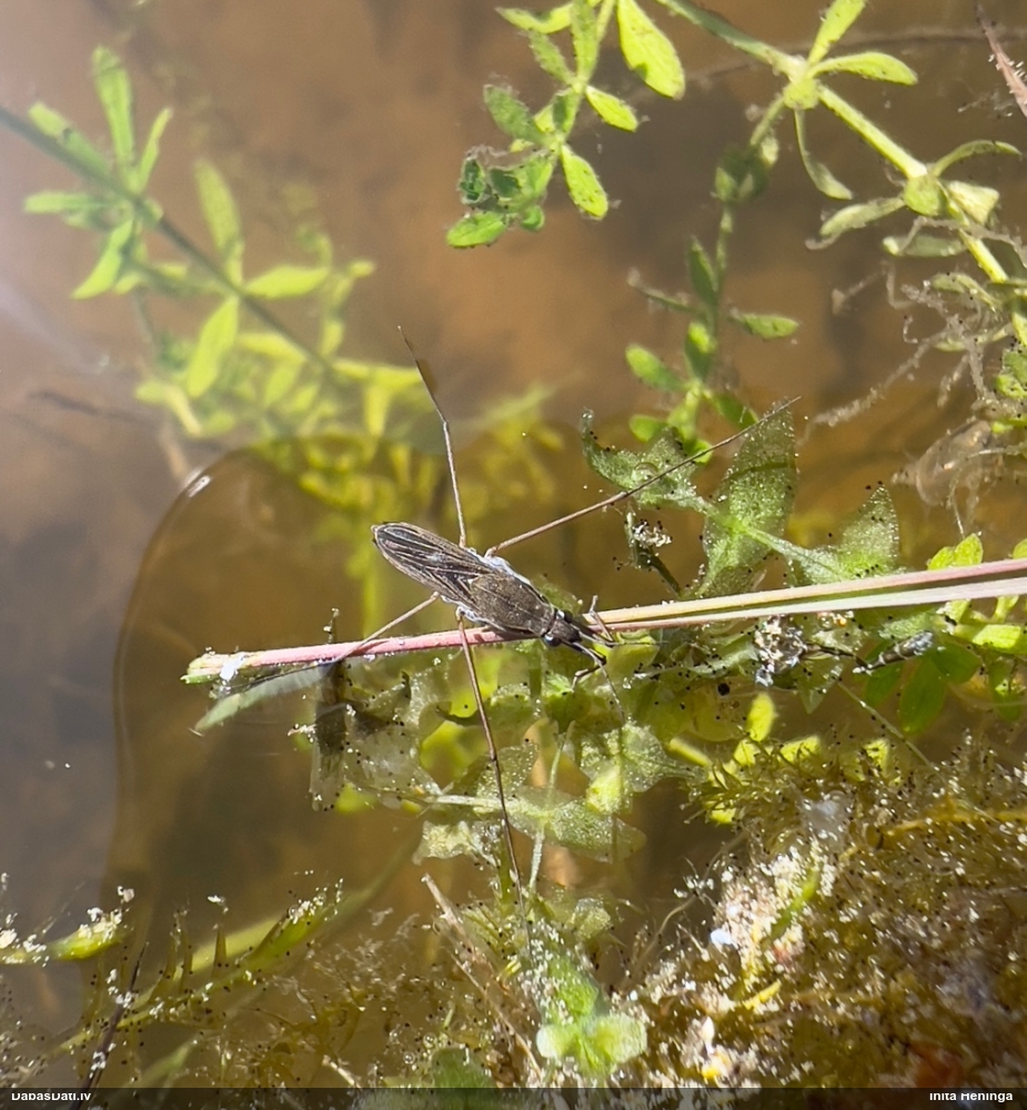 Ūdensmērītājs (nenoteikts)