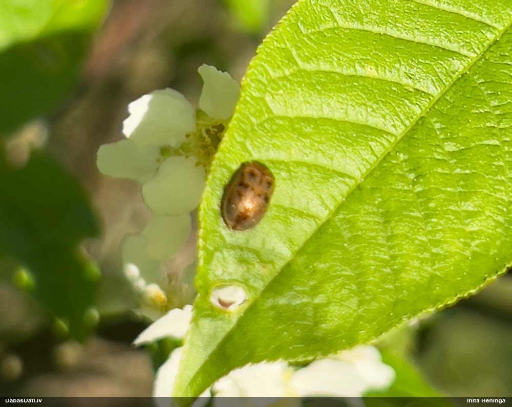 Lapgrauzis Gonioctena sp.