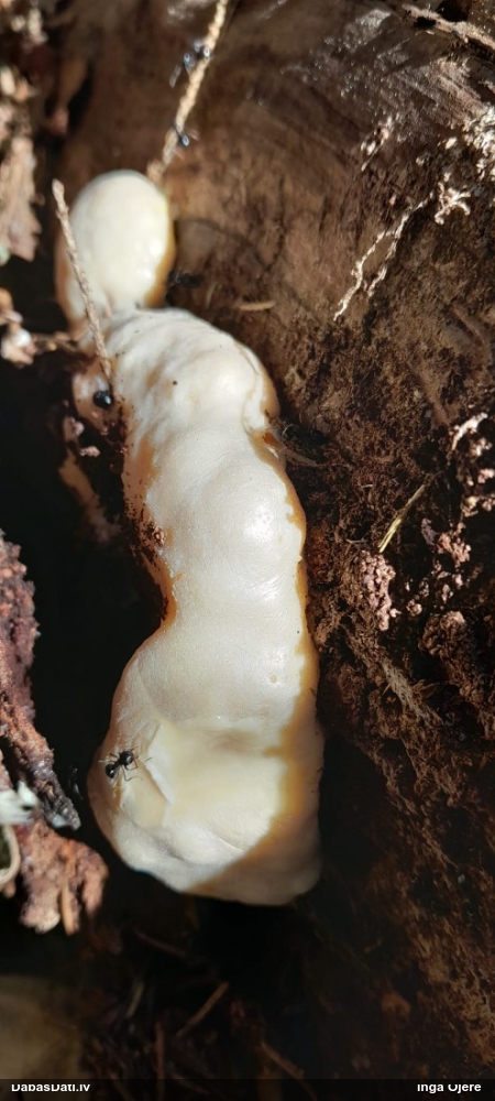 Neīstais pūpēdis, parastais gļotpūpēdis