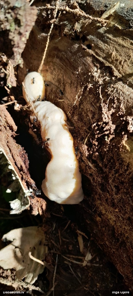 Neīstais pūpēdis, parastais gļotpūpēdis