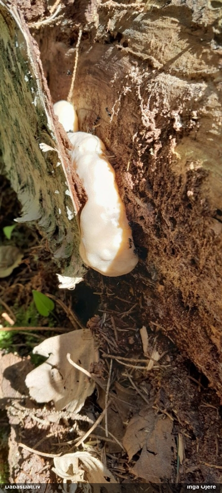 Neīstais pūpēdis, parastais gļotpūpēdis