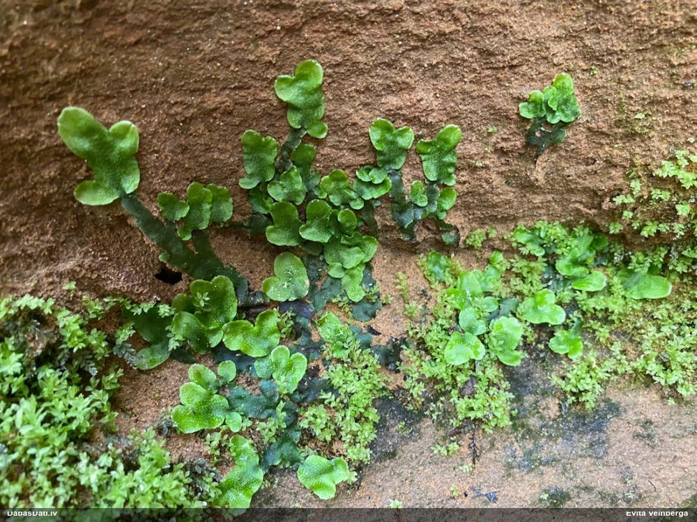 Nelīdzenā konusgalvīte