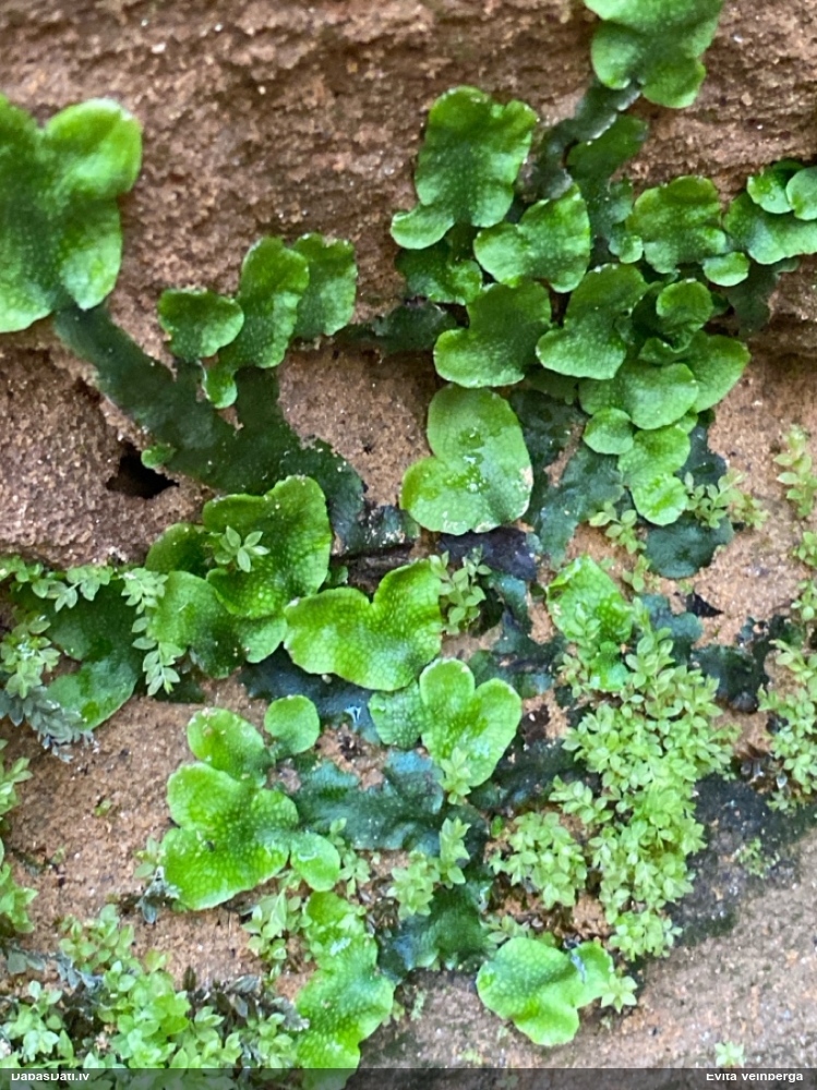 Nelīdzenā konusgalvīte