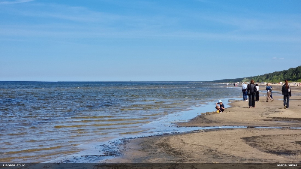 обыкновенный бобр