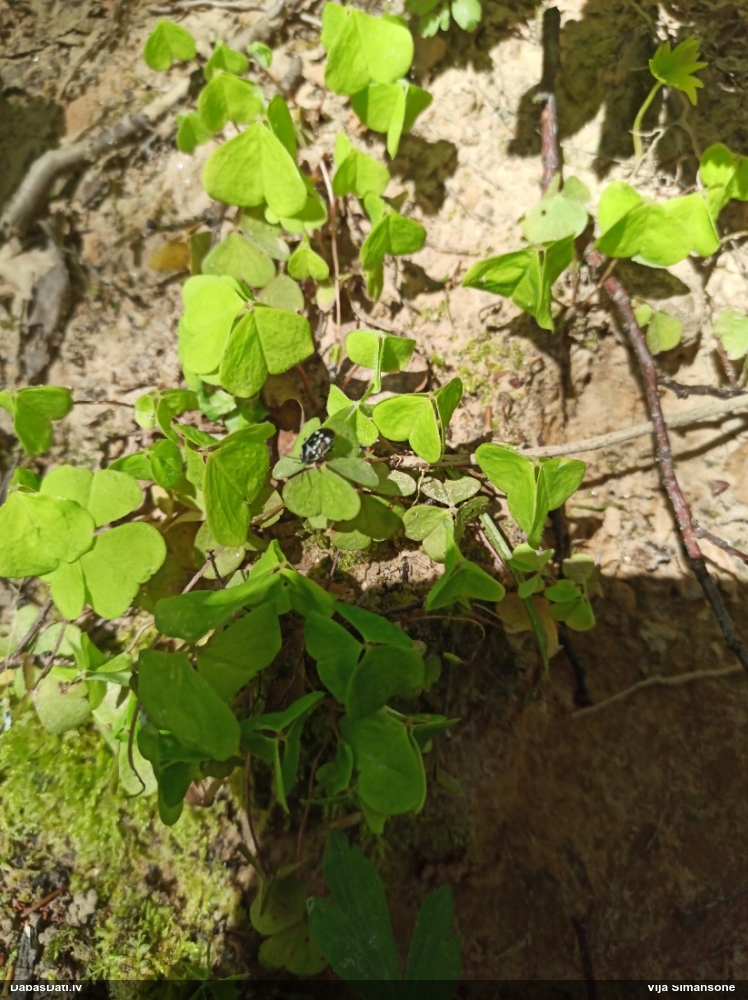 Vairogblakts Eurydema oleracea