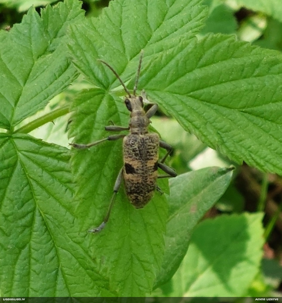 Lapkoku ligzdu koksngrauzis