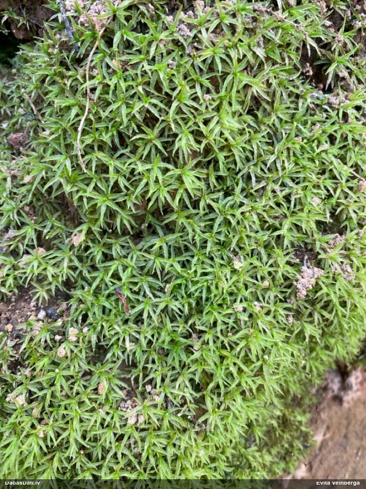 Viļņainā lācīte