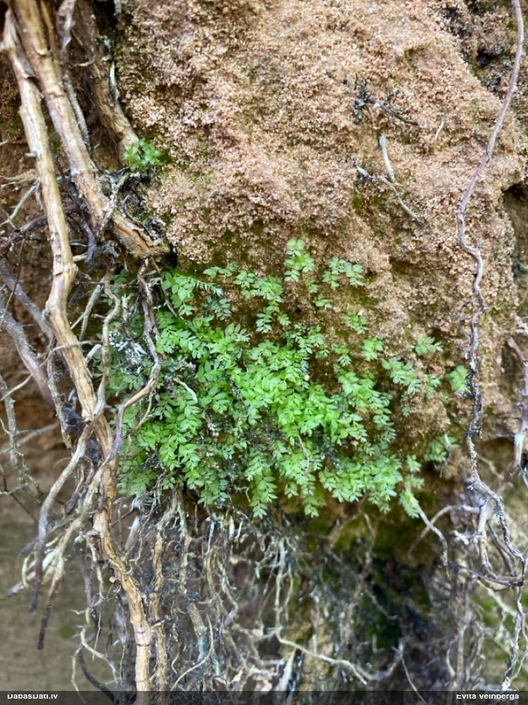 Zilējošā skrajlapīte