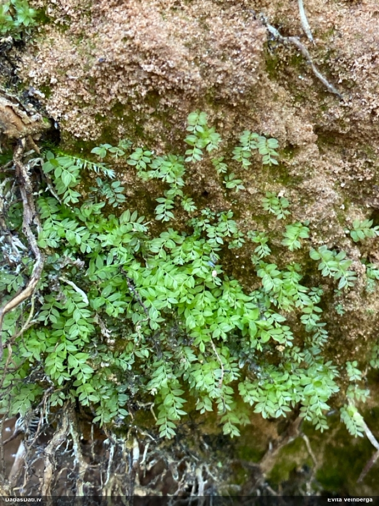 Zilējošā skrajlapīte