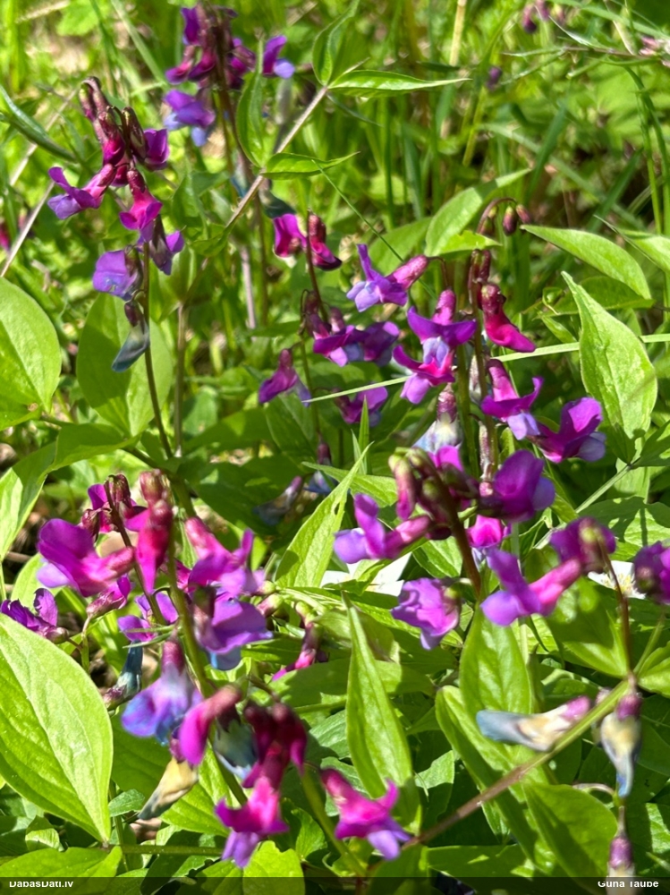 чина весенняя