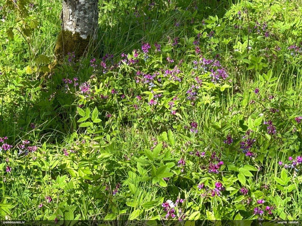 чина весенняя