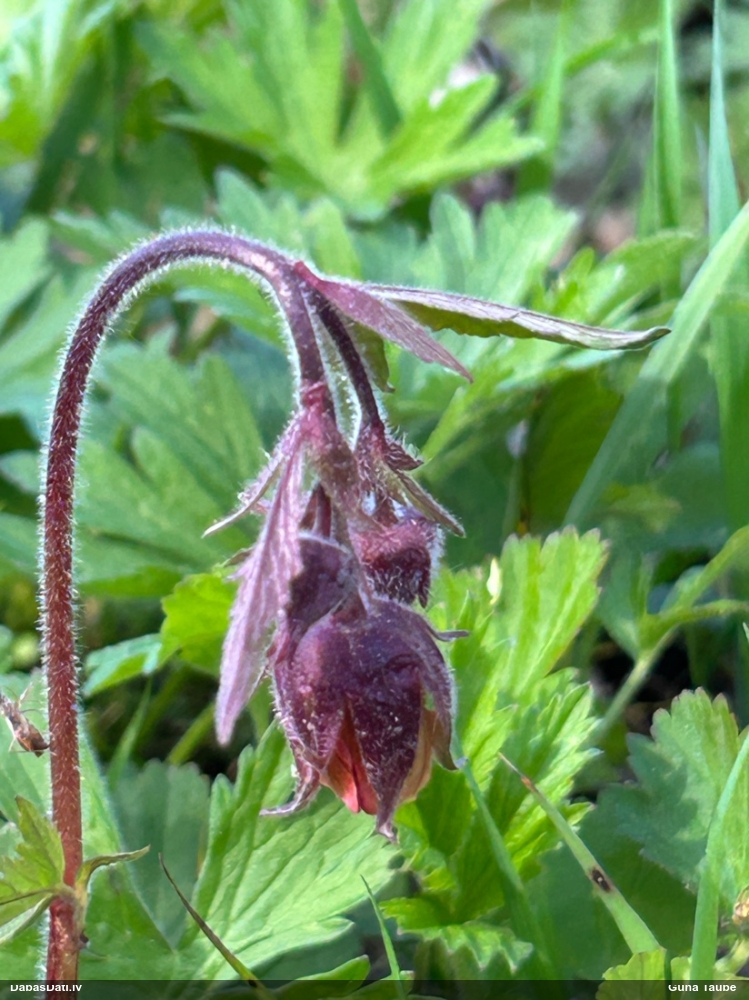 гравилат речной