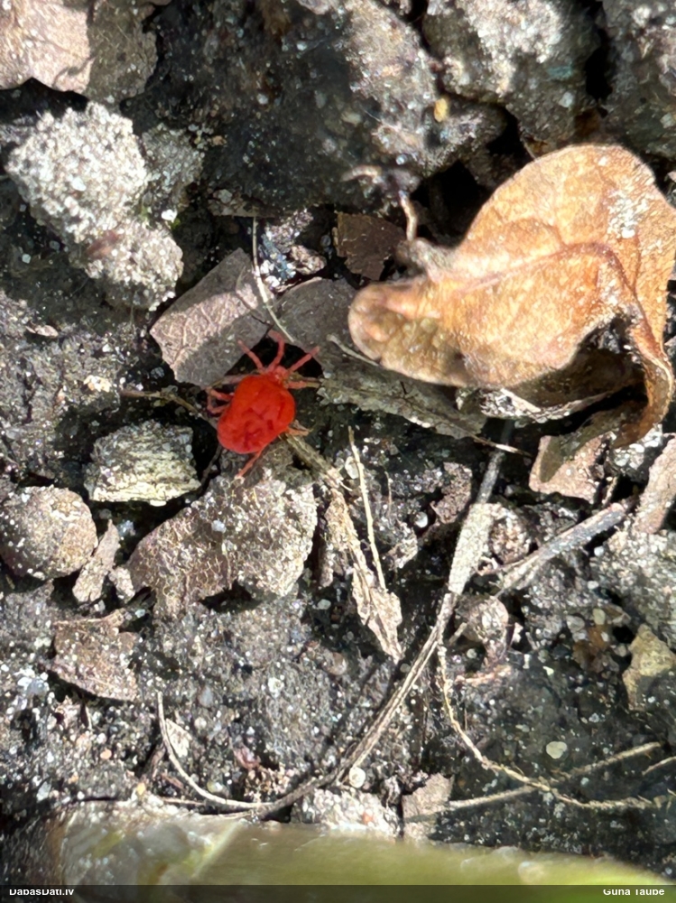 Samtērce (nenoteikta)