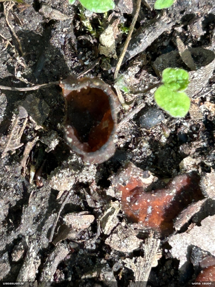 Askusēne (nenoteikta)