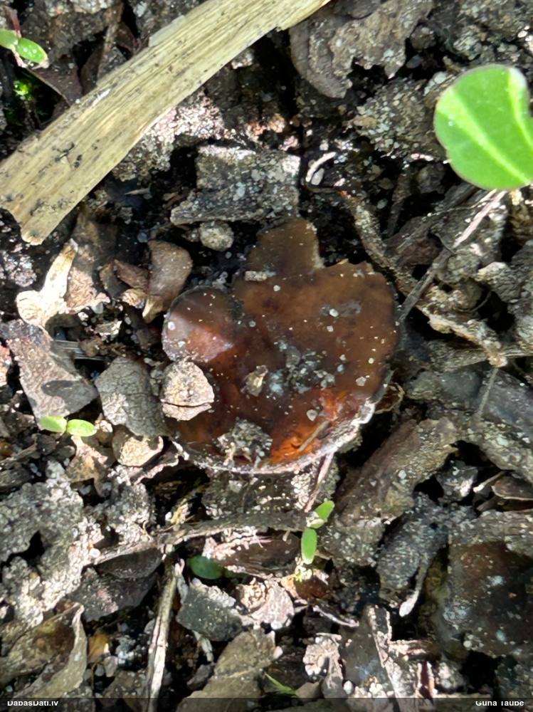 Askusēne (nenoteikta)