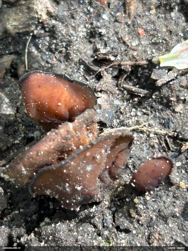 Askusēne (nenoteikta)