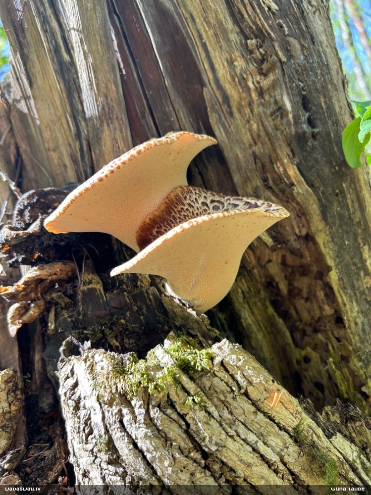 Zvīņainā kātiņpiepe