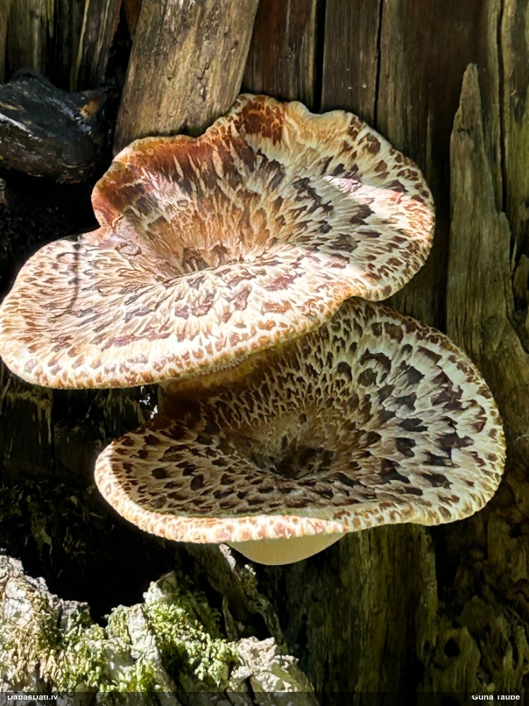 Zvīņainā kātiņpiepe