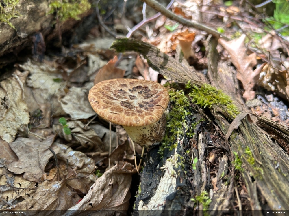 Zvīņainā kātiņpiepe