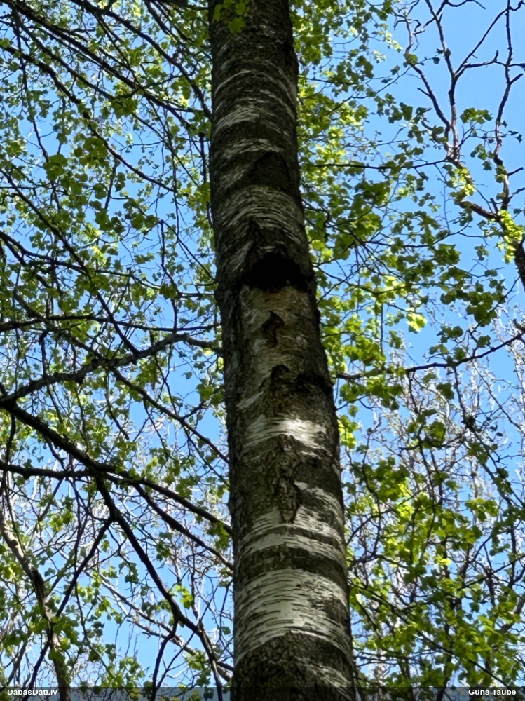 Melnā spulgpiepe, čaga