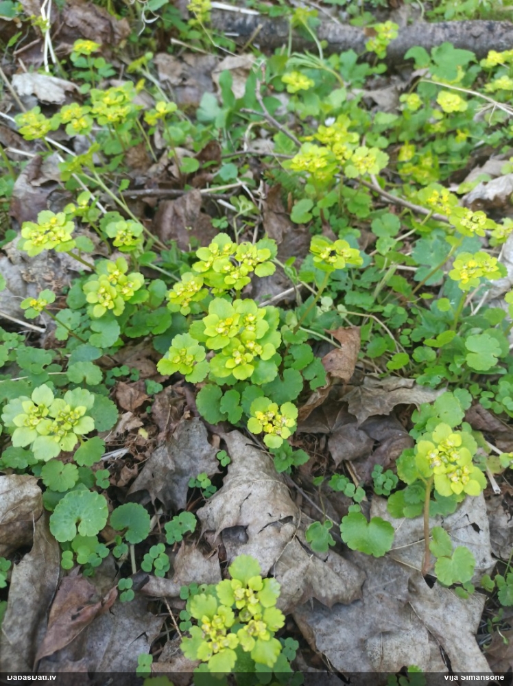 селезеночник обыкновенный