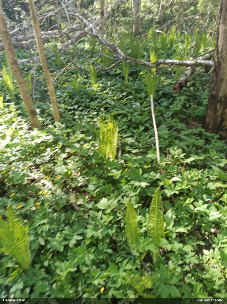 страусник обыкновенный