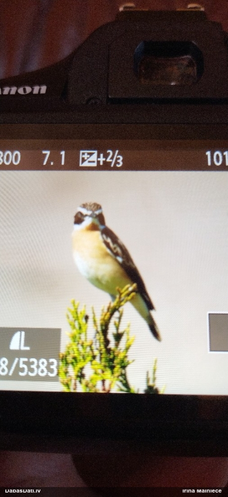 луговой чекан