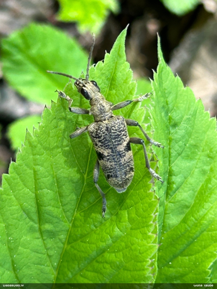 Lapkoku ligzdu koksngrauzis