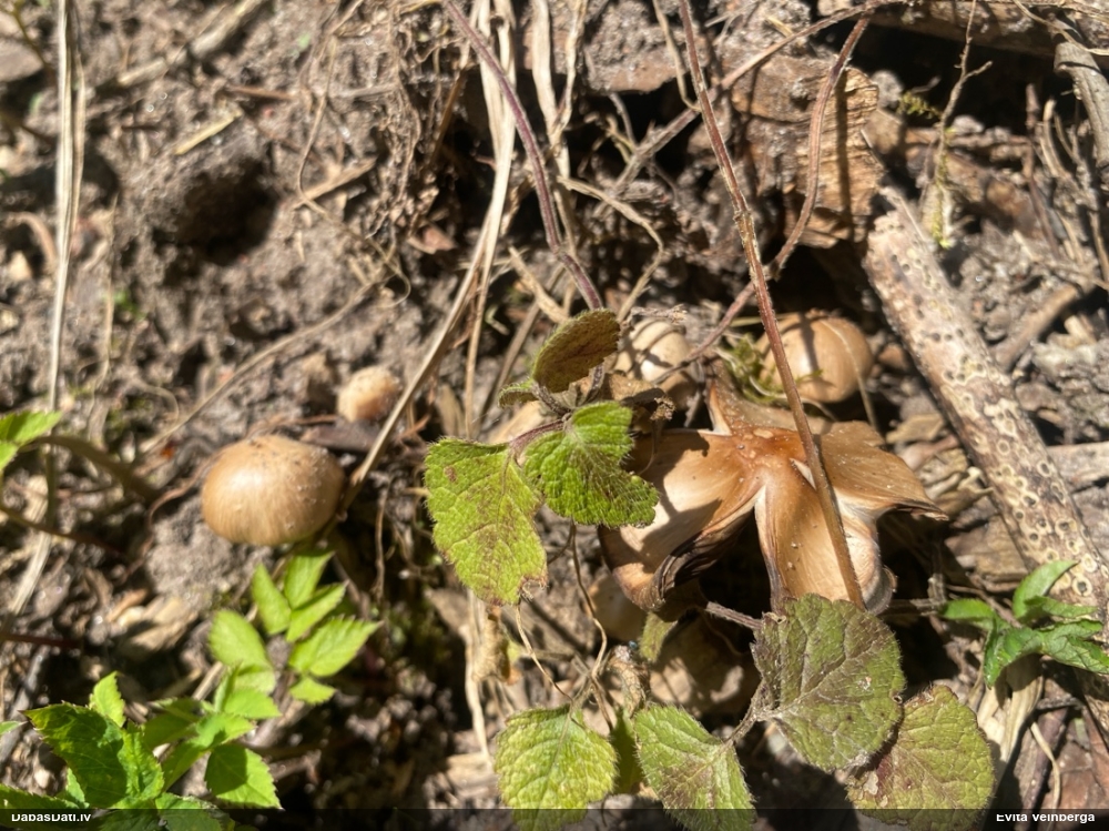 Spīgulīte (nenoteikta)