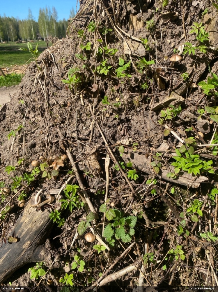 Spīgulīte (nenoteikta)