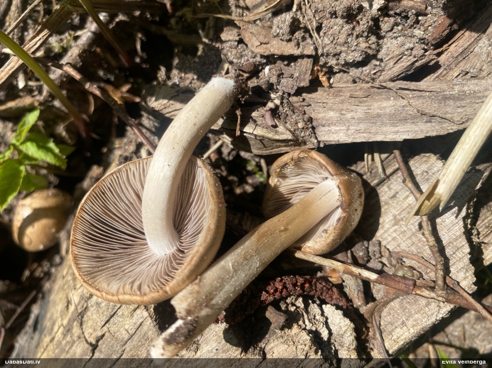 Spīgulīte (nenoteikta)