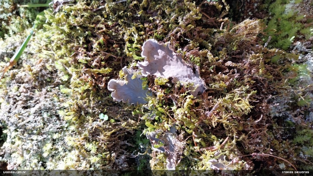 Peltīgera (nenoteikta)