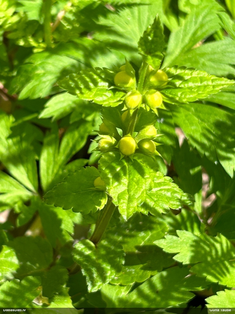 зеленчук желтый