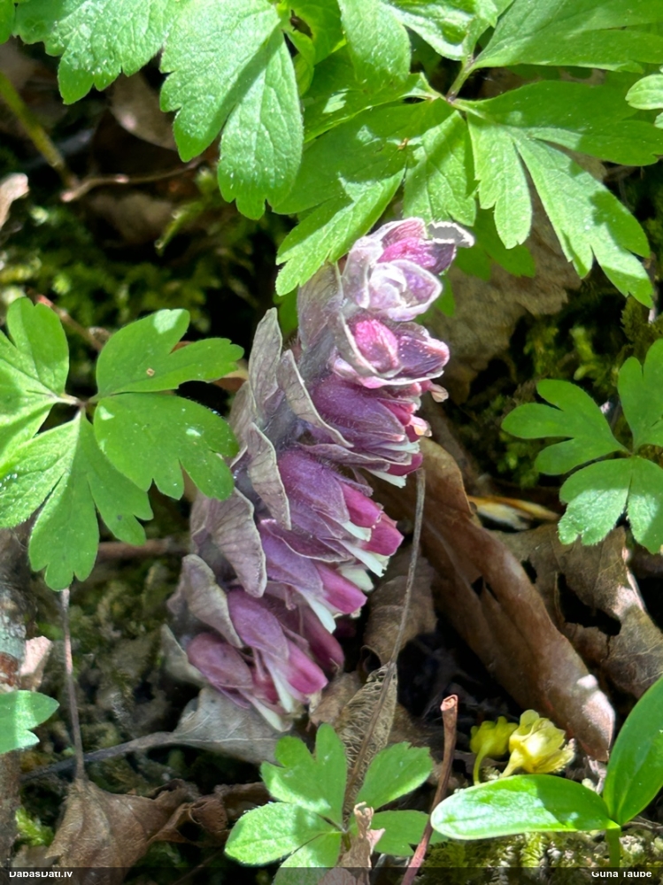 Петров крест чешуйчатый