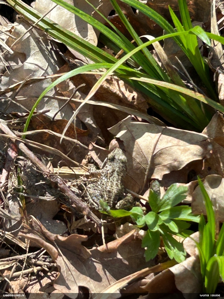 травяная лягушка