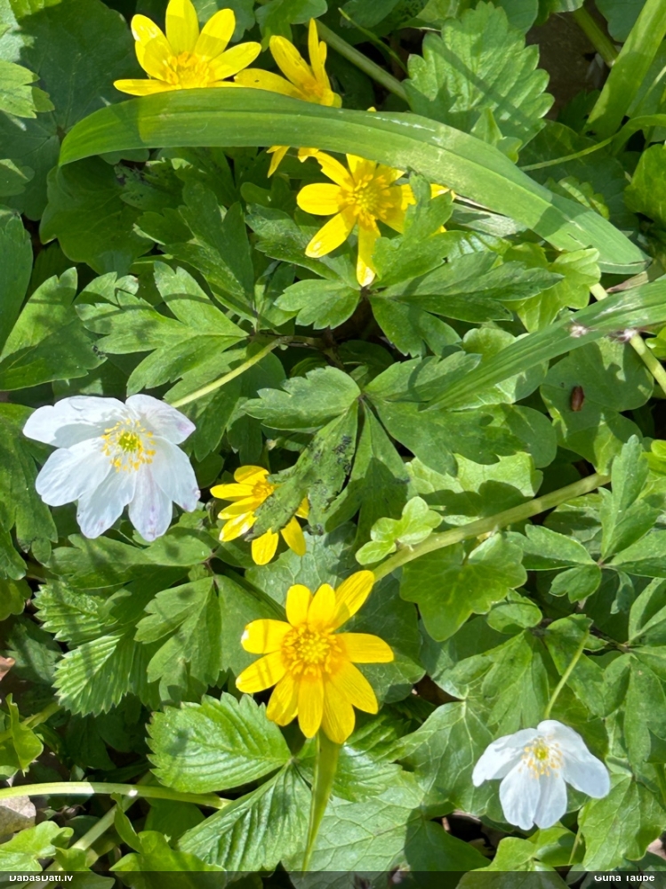 чистяк весенний