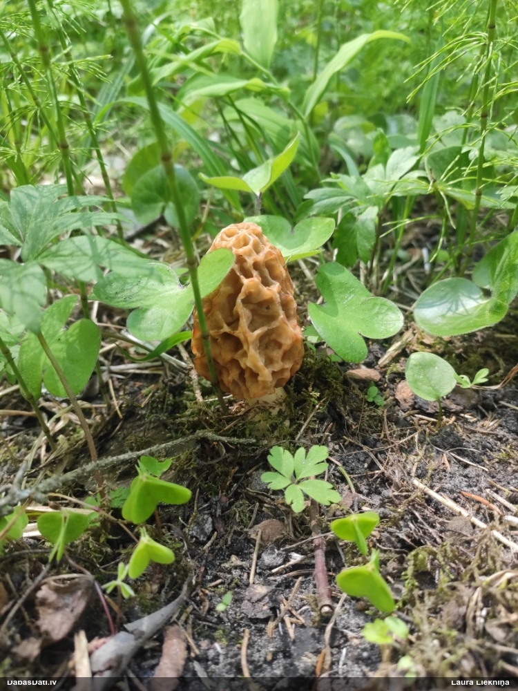 настоящий сморчок