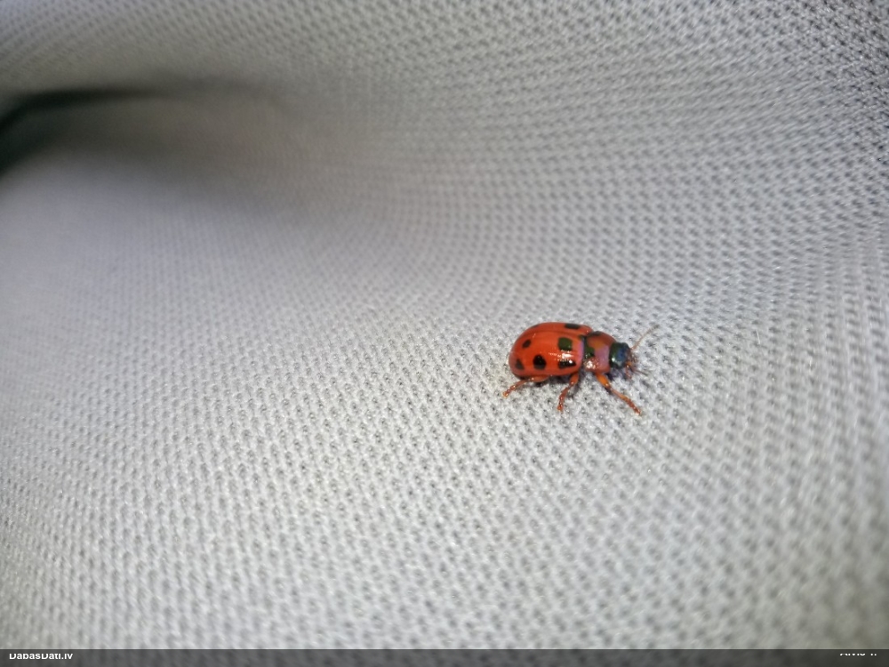 Lapgrauzis Gonioctena decemnotata