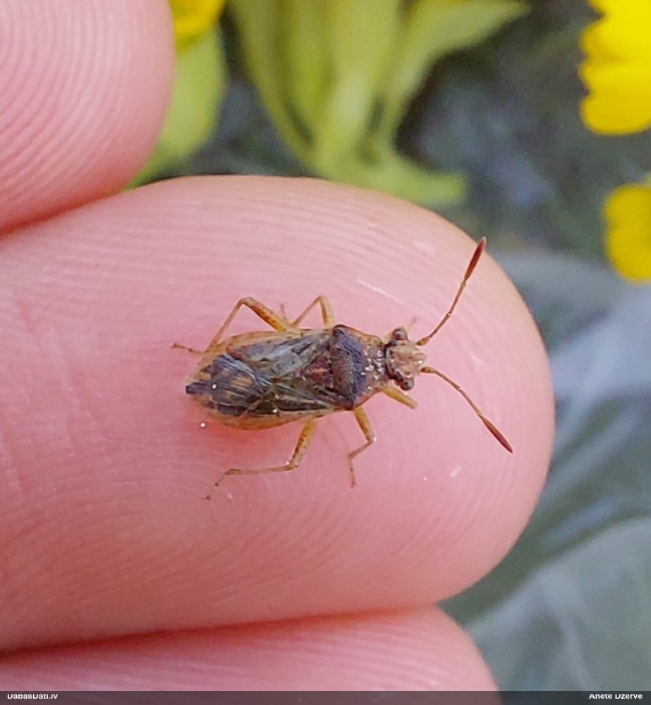 Krāšņblakts Rhopalus parumpunctatus