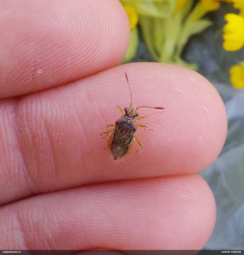 Krāšņblakts Rhopalus parumpunctatus