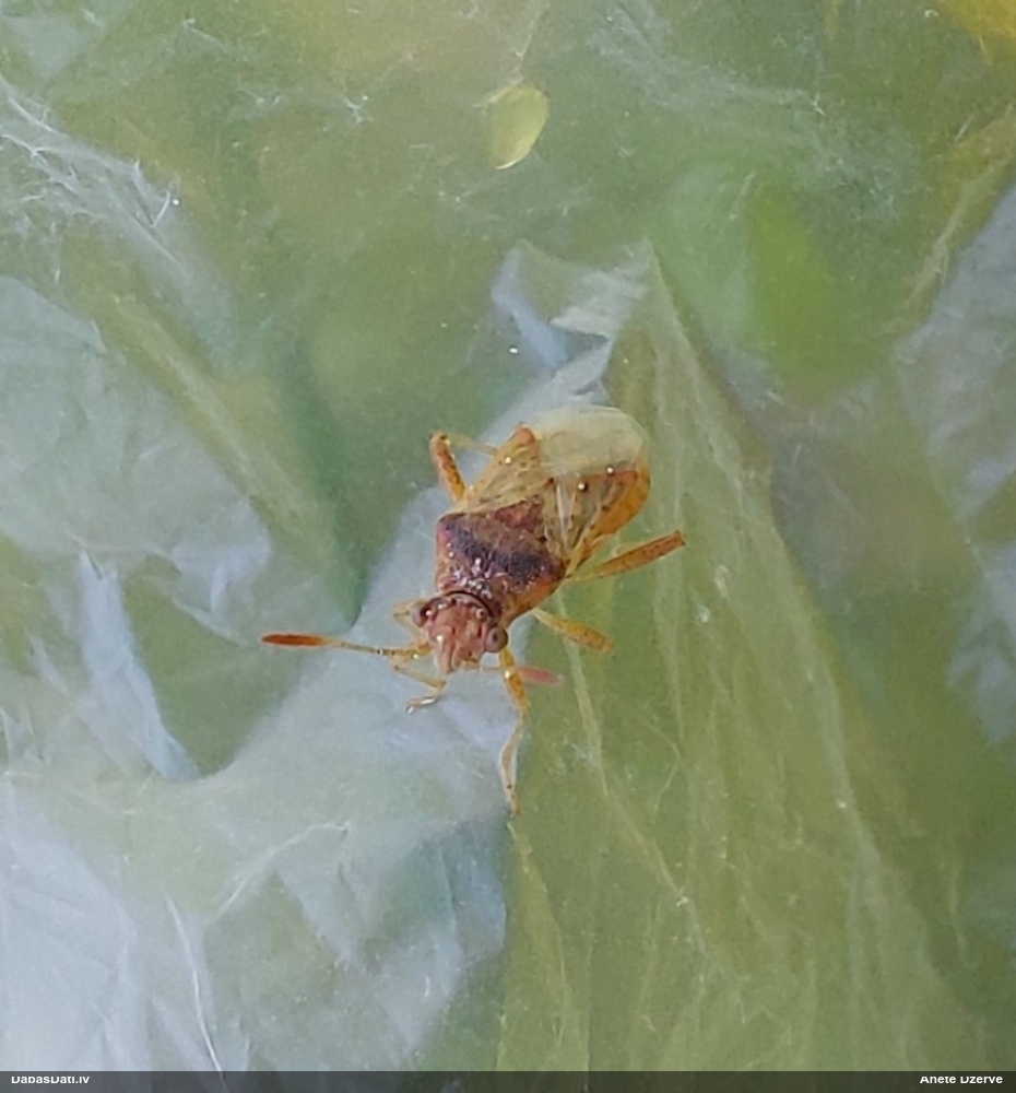 Krāšņblakts Rhopalus parumpunctatus