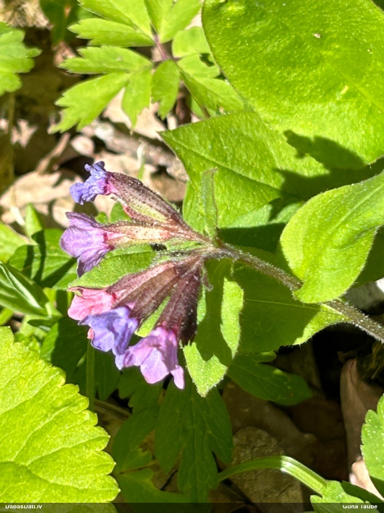 Tumšais lakacis (dziedniecības, ārstniecības lakacis)