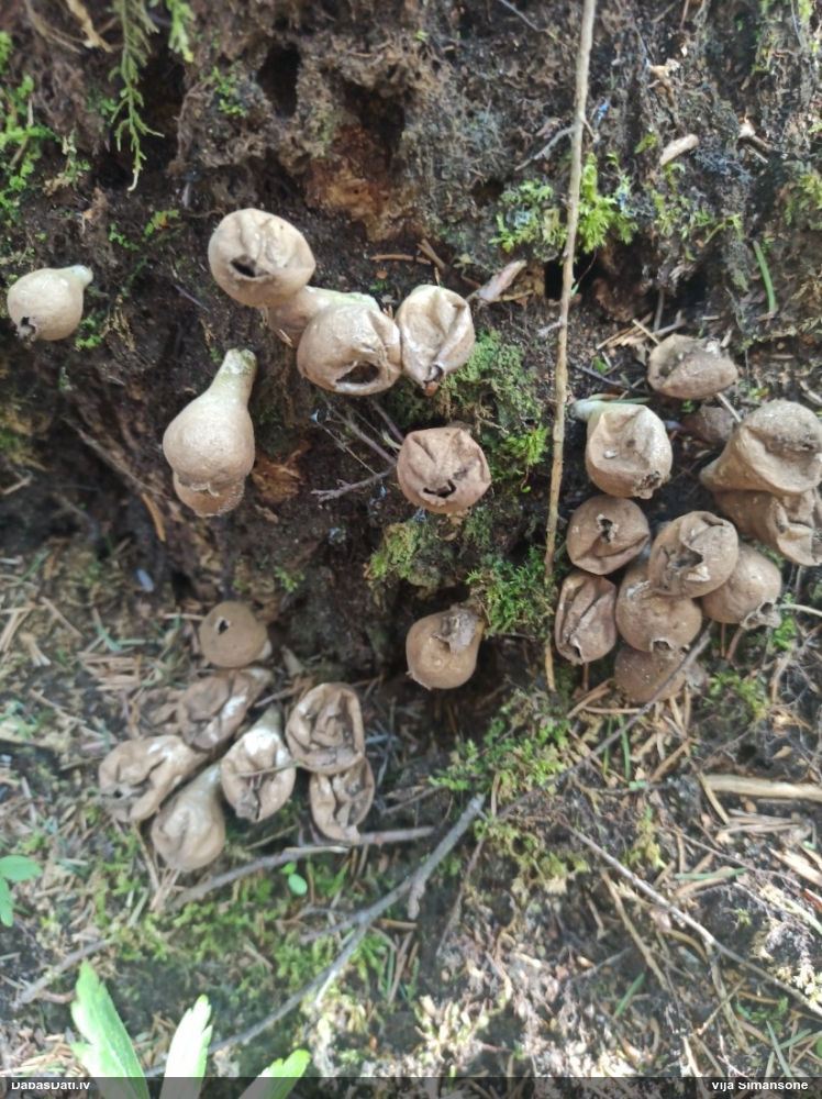 грушевидный дождевик