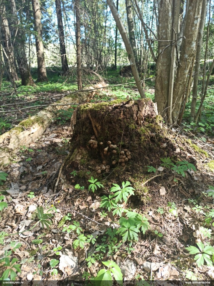 грушевидный дождевик