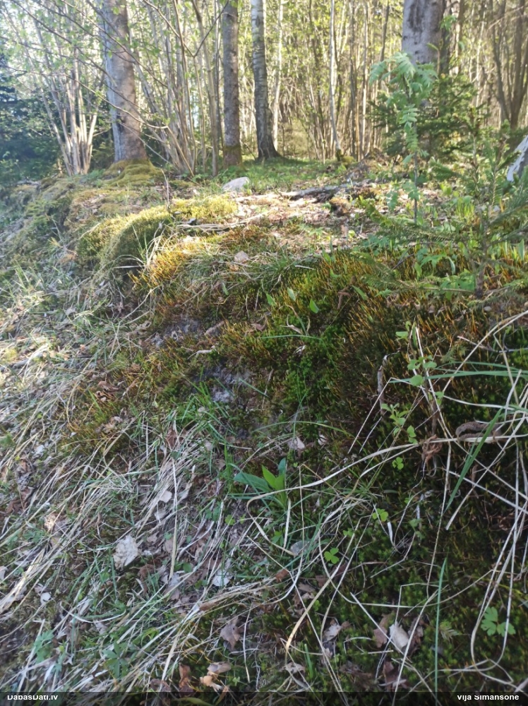 Krāšņais dzegužlins