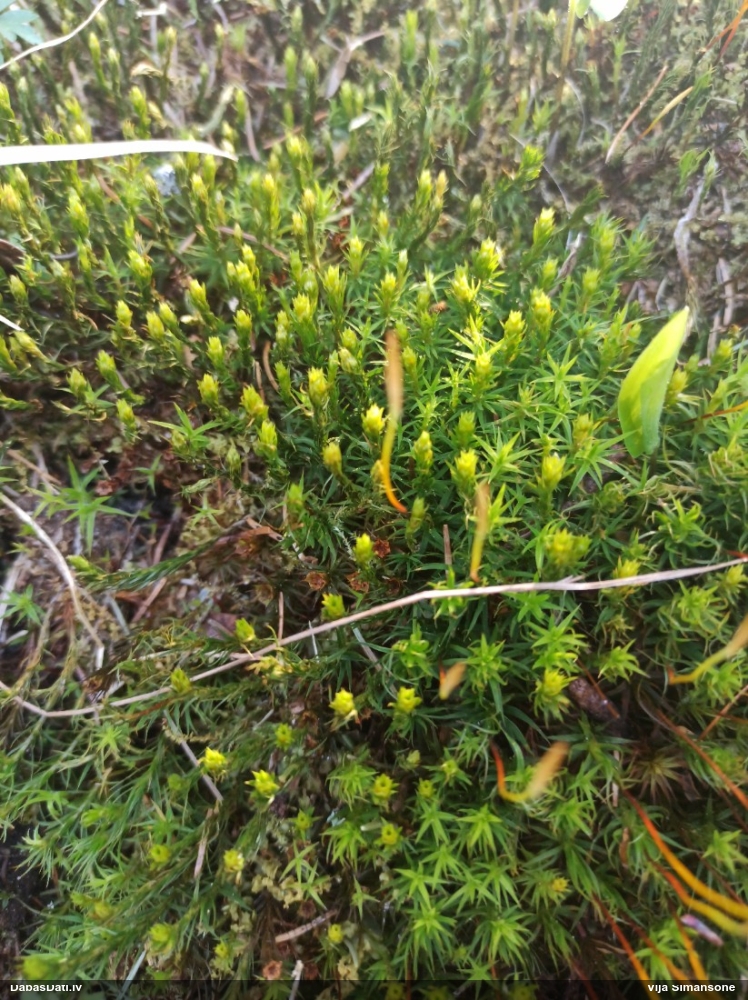 Krāšņais dzegužlins