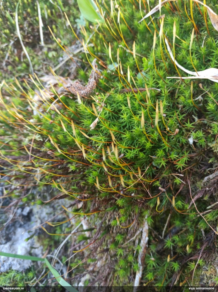 Krāšņais dzegužlins