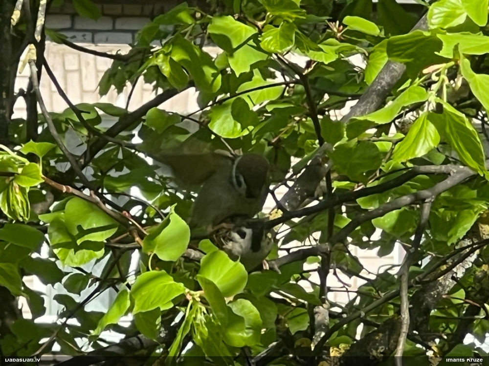 полевой воробей